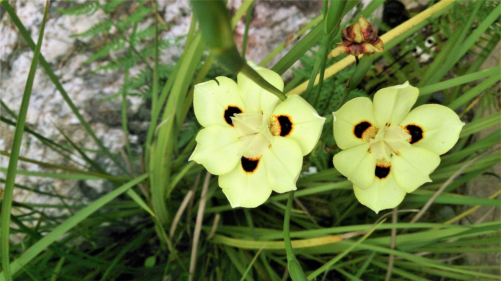 20 YELLOW AFRICAN IRIS Fortnight Lily Dietes Bicolor Butterfly Flag Flower Seeds