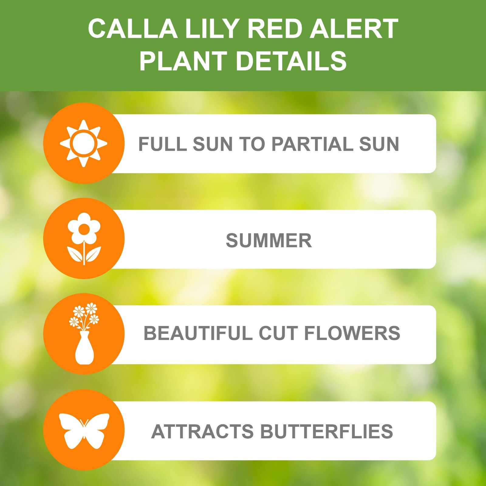 Garden State Bulb Red Alert Calla Lily Flower Bulbs, 12/14cm, Spring