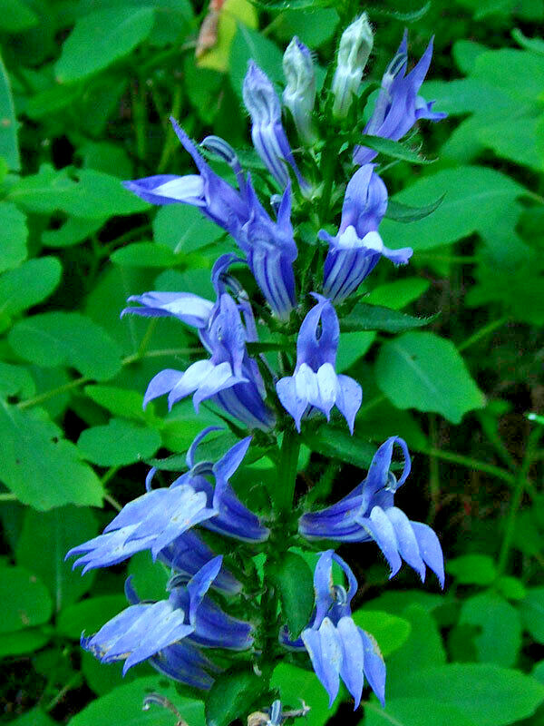 Giant blue lobelia 253 SEEDS, LOBELIA SIPHILITICA hardy, EZ to grow, USA seller