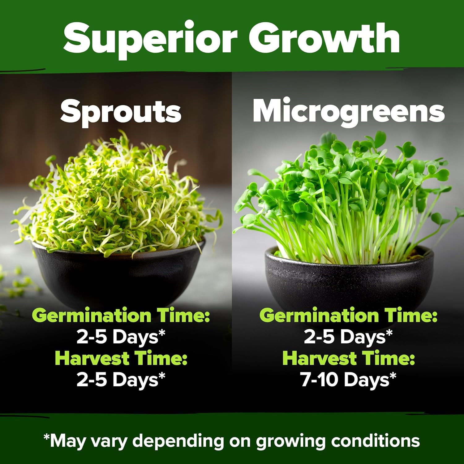Bulk Alfalfa Sprouting Seeds 8 oz Microgreens Fast Growing Indoor Garden Seeds