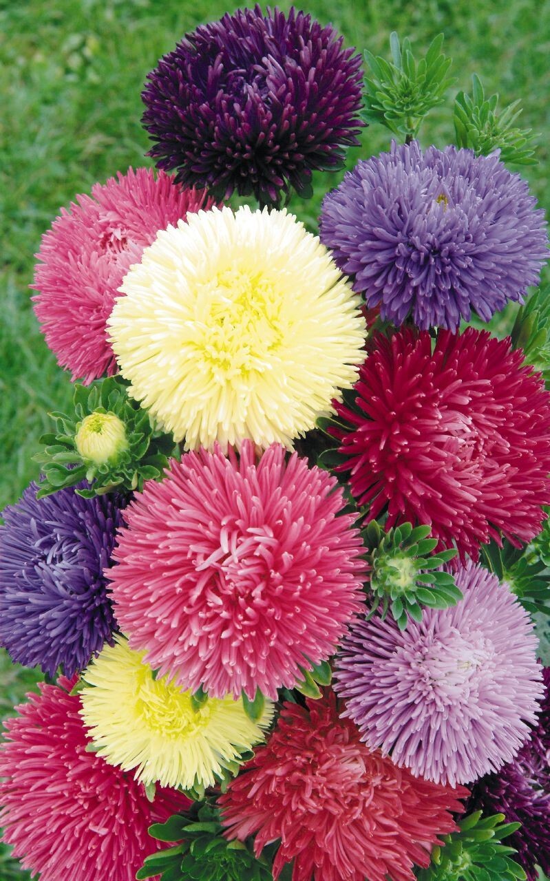 500+Powder Puff China Aster Seed Mix(Callistephus Chinensis)Cut flowers USA