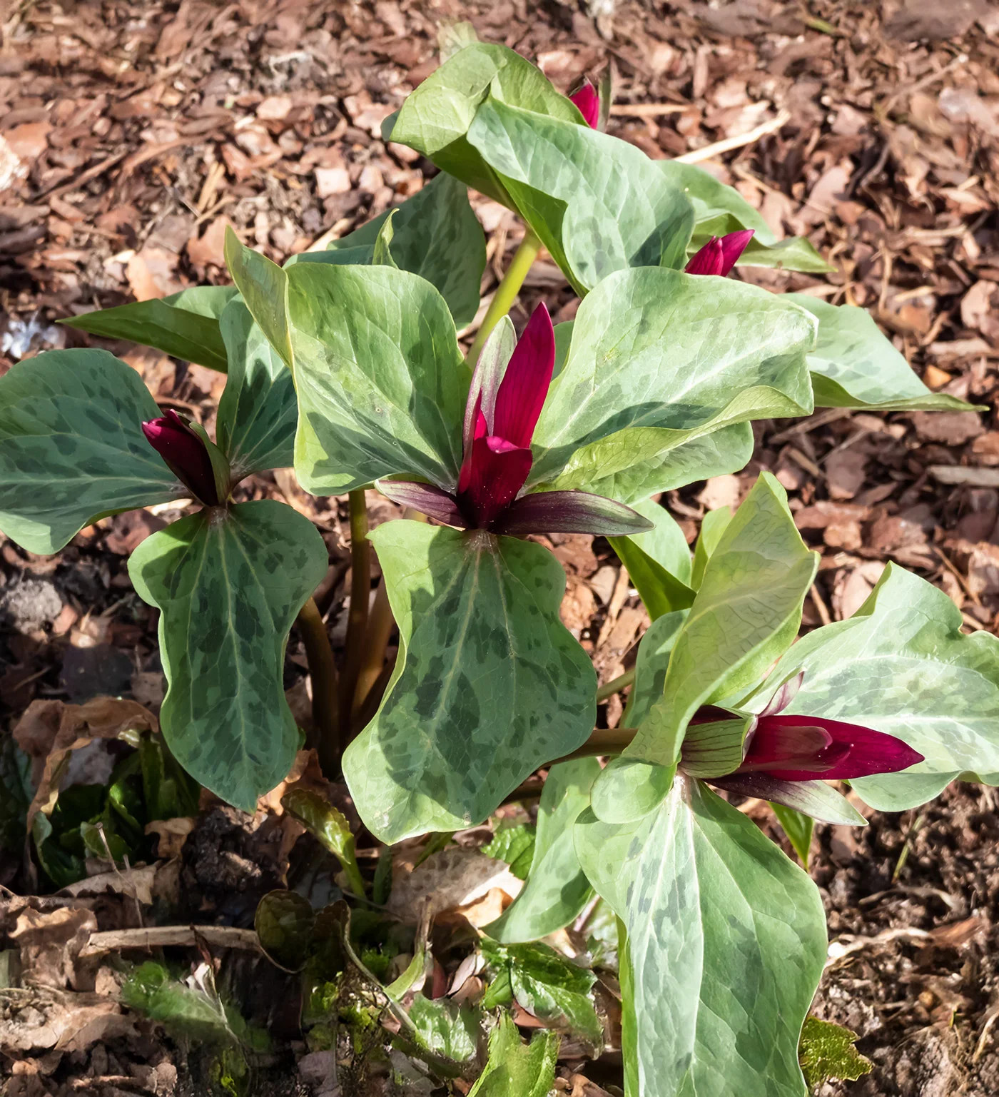 Red Toad Trillium (Wood Lily) – 5 Root Divisions