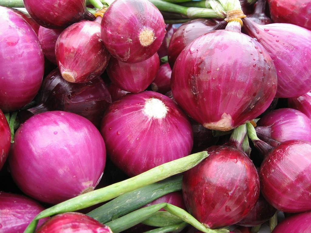Red Grano Onion Seeds (100) / COLD TOLERANT / HEIRLOOM / EASY