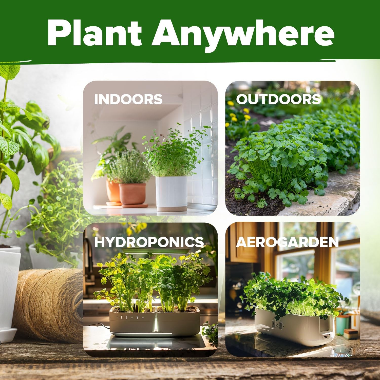 500+ Cilantro Seeds For Planting Indoors Or Outdoors Heirloom Nongmo Coriander S