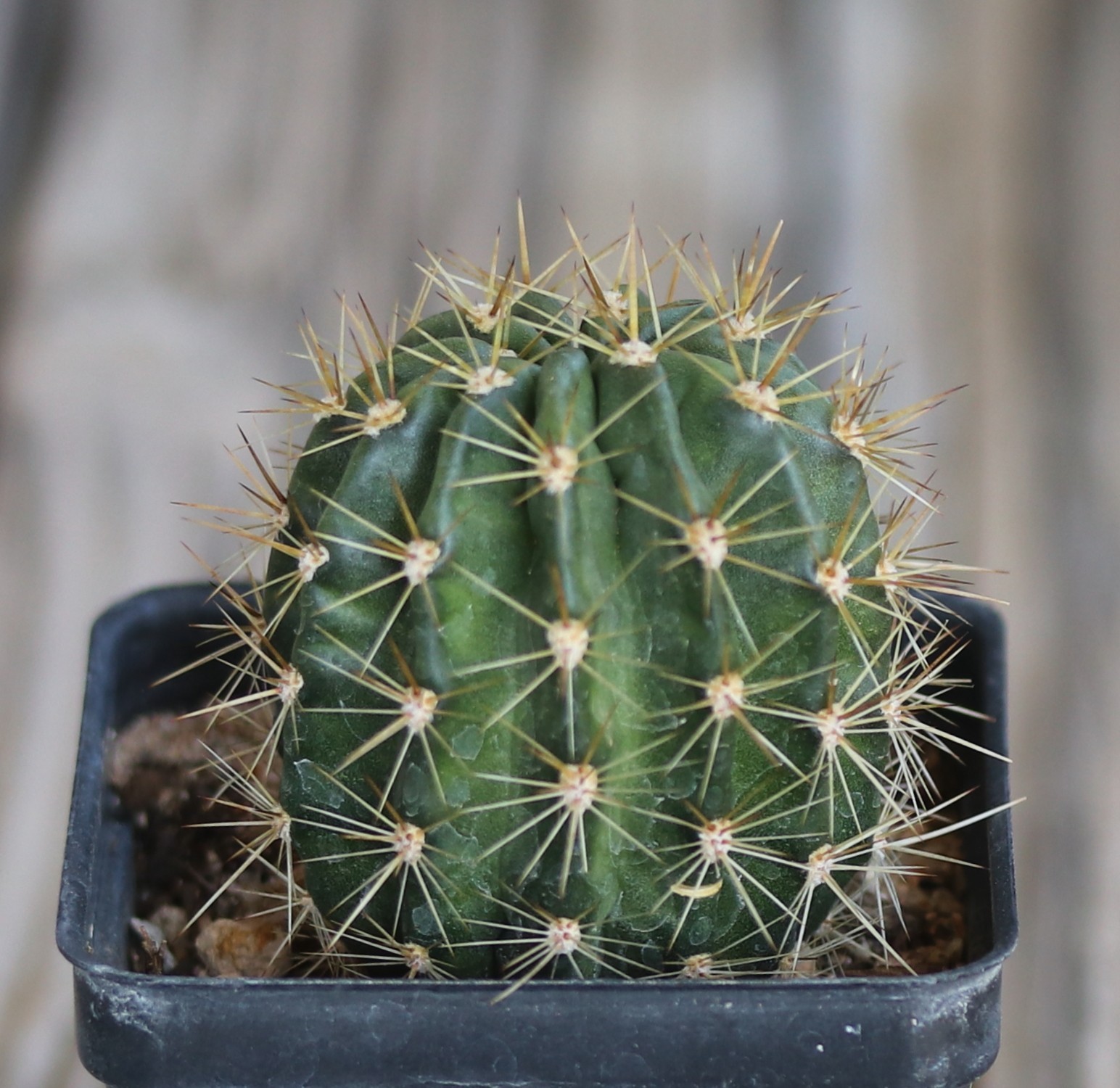 Echinopsis hybrid ‘Yes’
