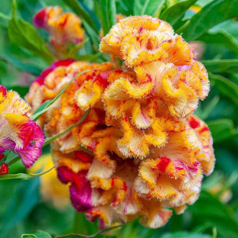 Mixed Cockscomb Seeds (Celosia Cristata) – 300 Pcs Annual, Heat & Drought Tolera