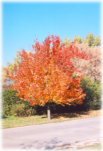 Chinese Pear, (Ussurian Pear), Pyrus ussuriensis