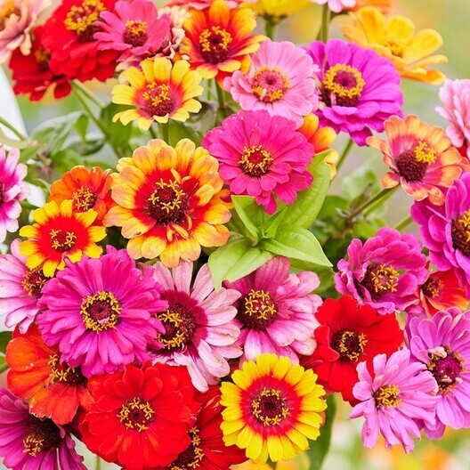 Zinnia Seeds TALL MIX LANDSCAPER’S Pack Bulk Heirloom elegans Non-GMO 500 Seeds!