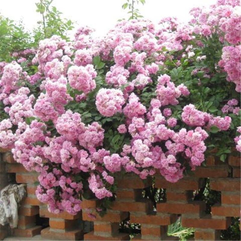 20 SEEDS for Baby Pink RARE CLIMBER climbing Rose flower exotic plant USA Seller