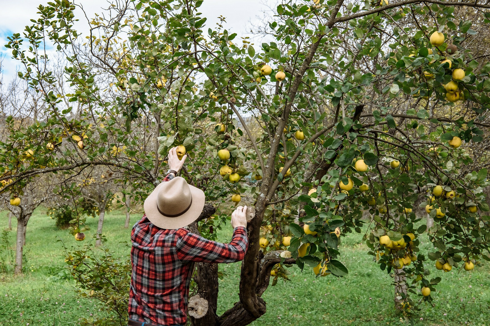 20 Common Quince (Cydonia oblonga) Fruit Tree Seeds, Sweet Edible Fruits
