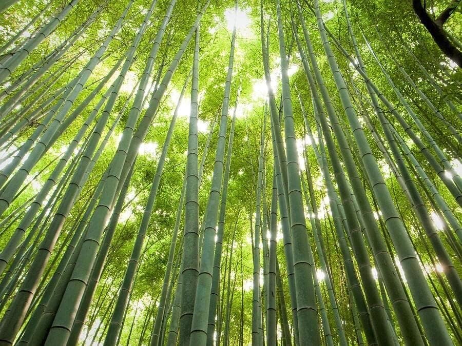 Giant Timber Bamboo Seeds for Planting | 100 Seeds | Exotic and Fast Growing