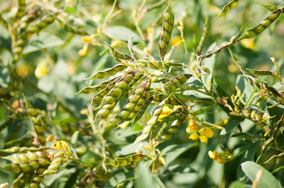 100 Gandules Seeds Combo, 25 Dwarf Lazaro, 75 commercial pigeon peas Puerto Rico