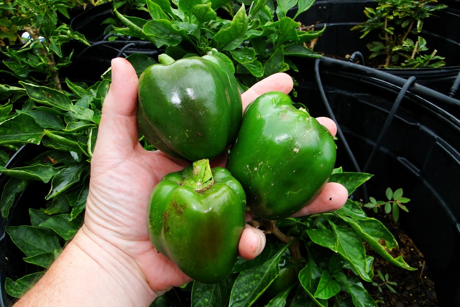 Survivalist/Prepper Seed Cache, Huge 300,000 Veggie, Fruit & Sprout Seeds