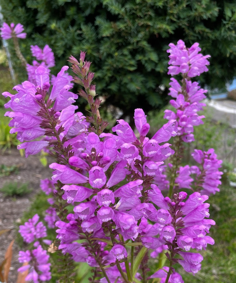 10 Pink Live Plants Obedient Plant, Physostegia Virginiana PERENNIAL Bare Roots