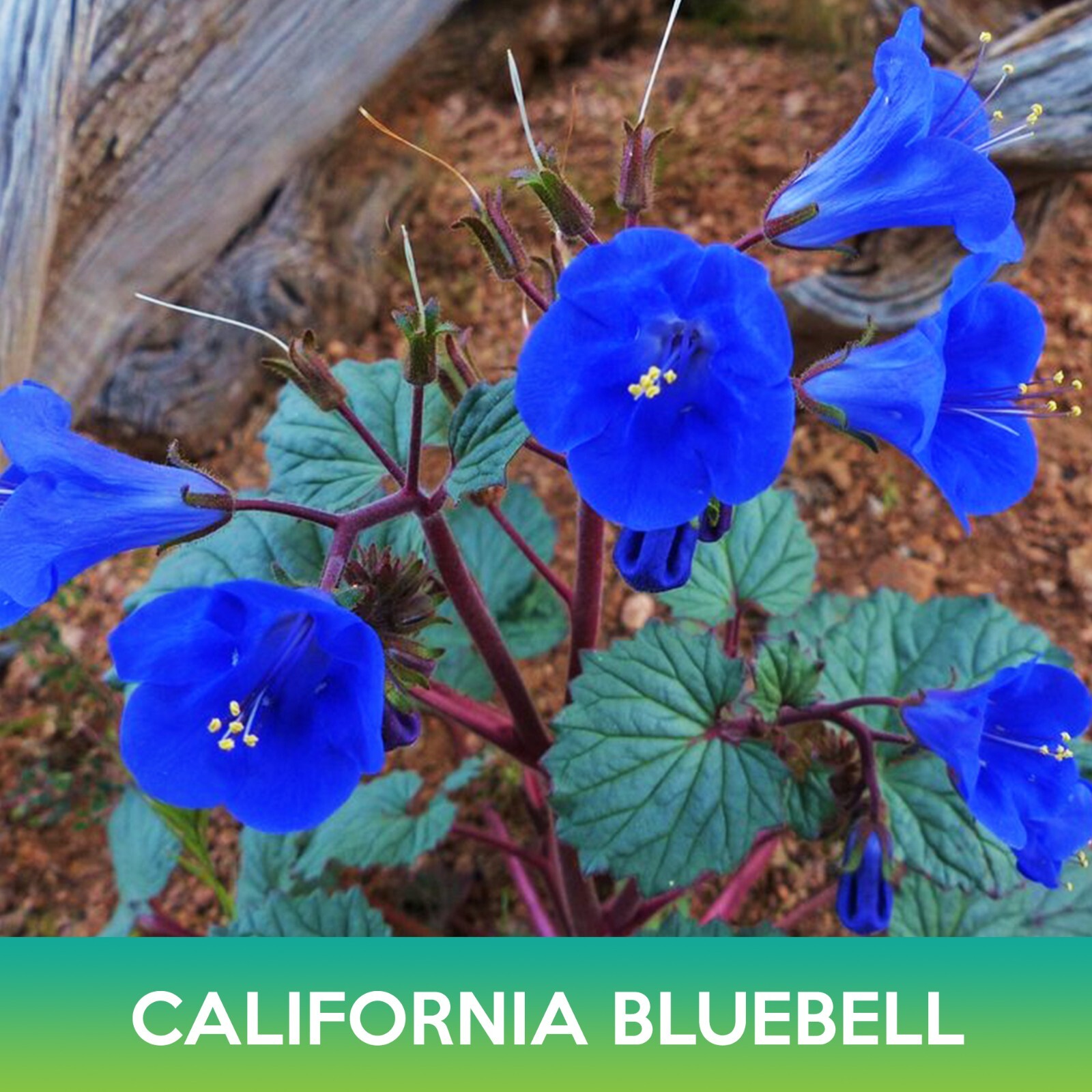 California Bluebell Seeds, Desert Bluebells