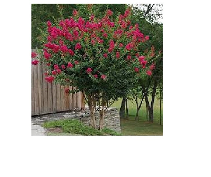 Lot of 3 Kinds of Crepe Myrtle Bushes White, Pink and Fushia Red Over 75 Seeds