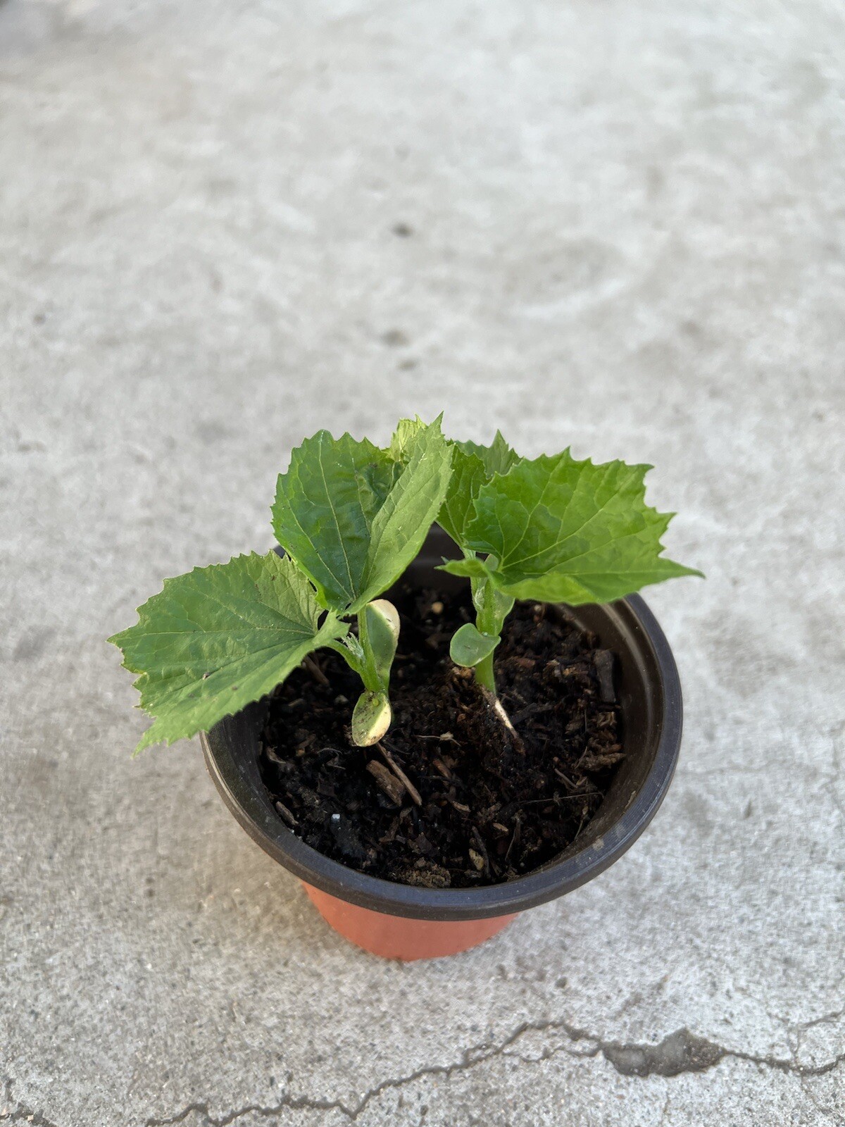 BitterMelon Starter Live Plant 5” Ready To Plant Buy 3 Get 1 Free!!