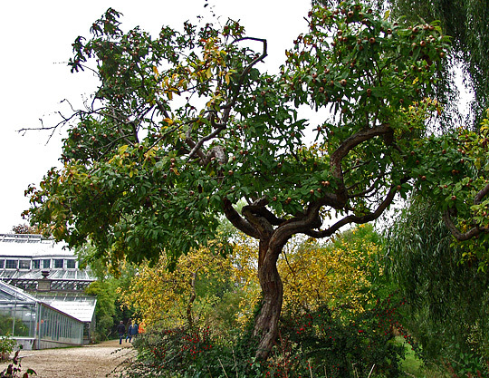 Showy Medlar, Mespilus germanica, Tree Seeds (Edible, Fall Color, Hardy)