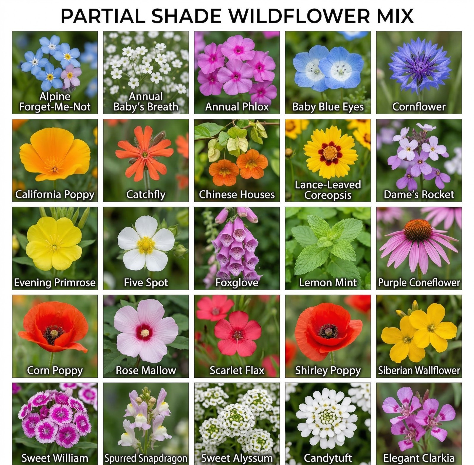 Wildflower Mix PARTIAL SHADE 22 Heirloom Flower Species USA Non-GMO 500+ Seeds!
