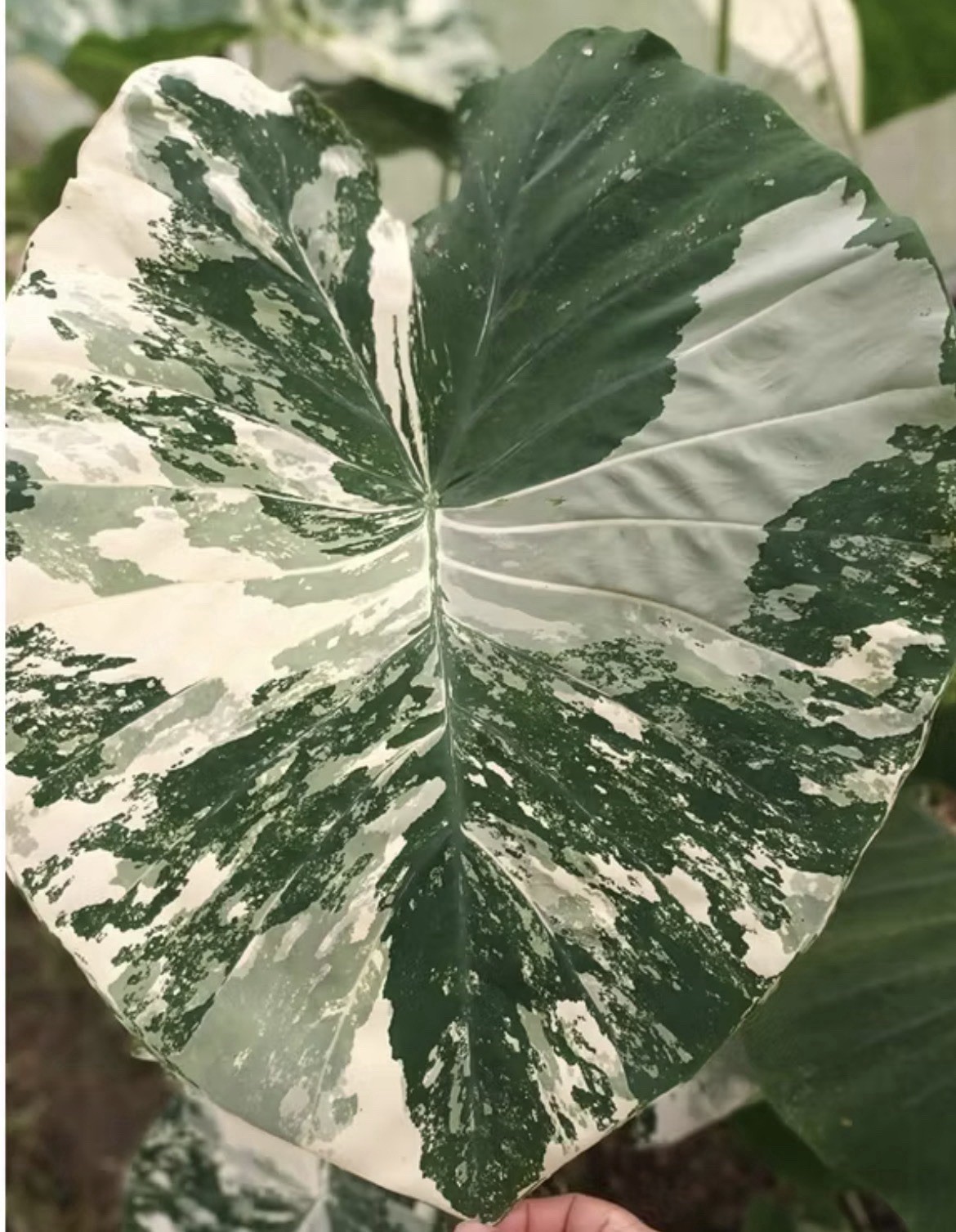 AUTHENTIC Colocasia White Tiger 1 bulb
