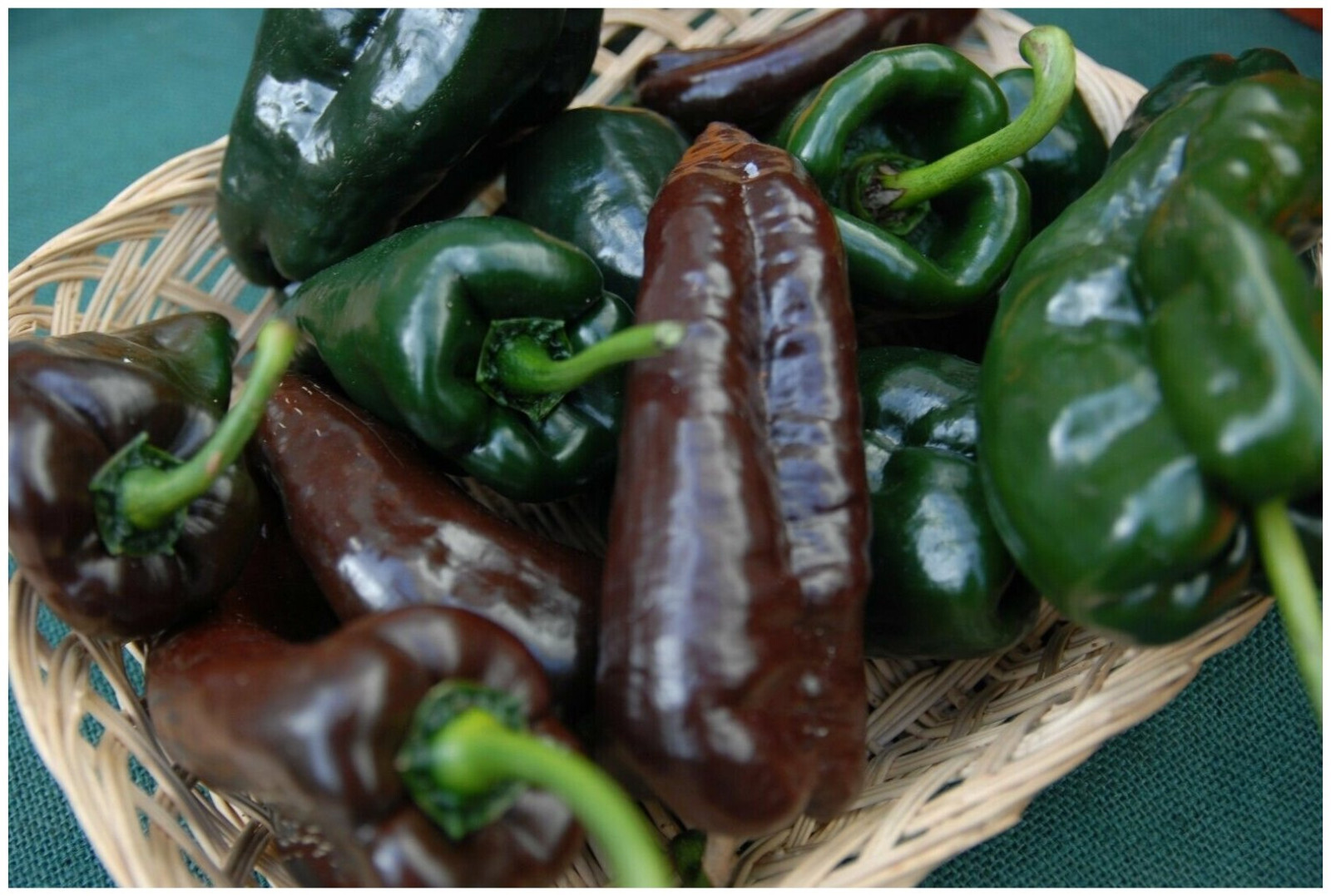 75 Heirloom Poblano Pepper Seeds – Super Mild Super Flavorful!