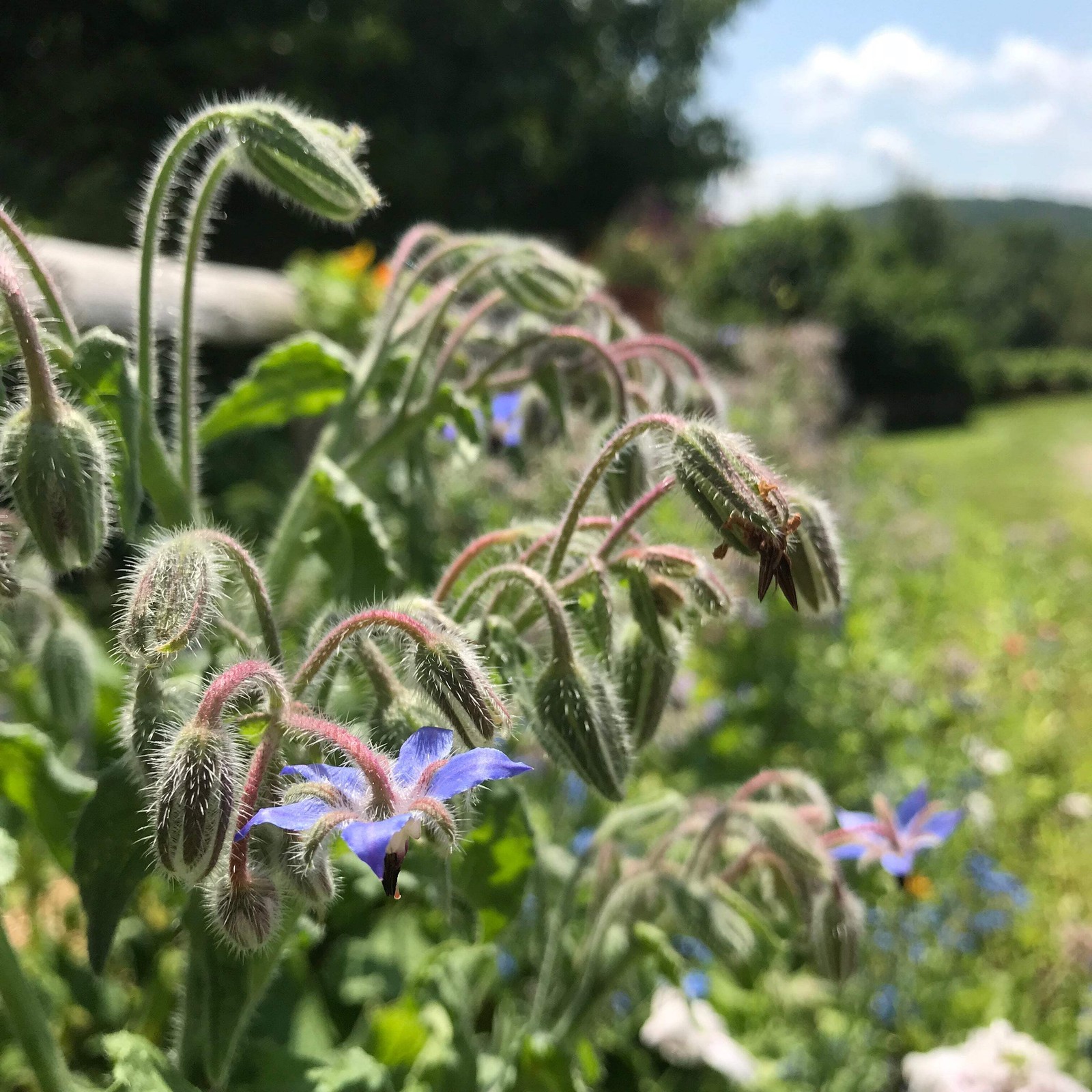 Borage Seeds (Borago officinalis) ~Traditional Herb Pollinator Attractor Garden