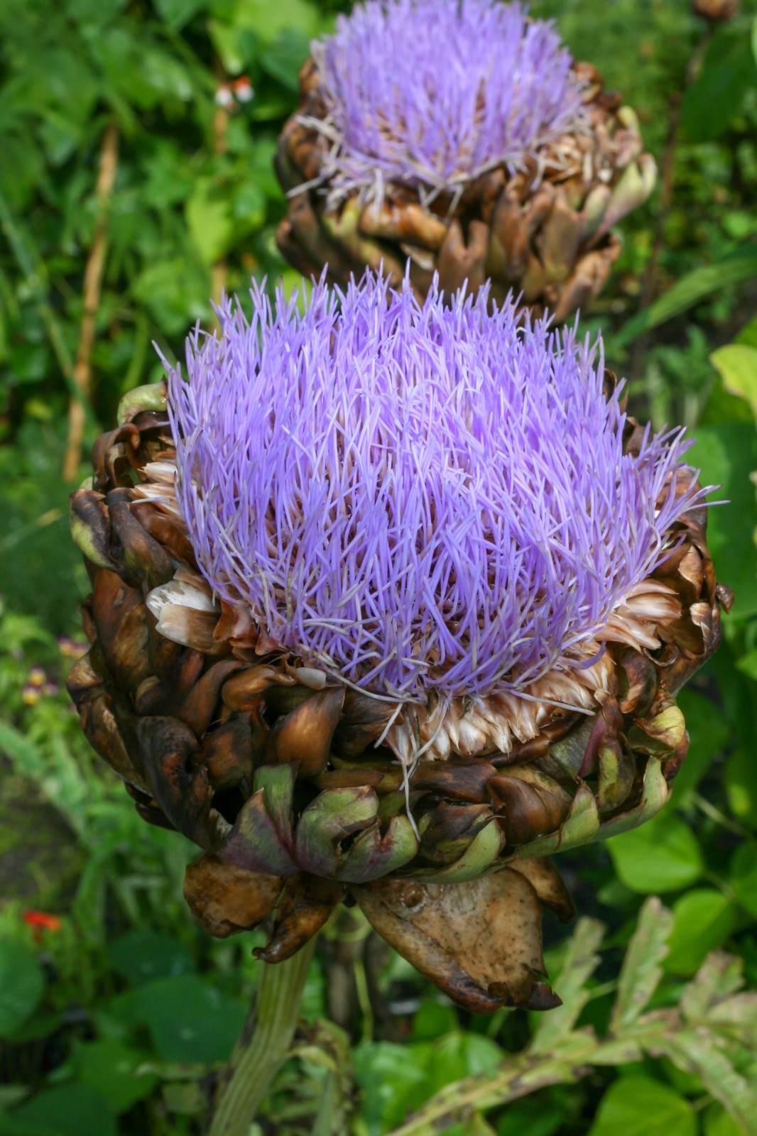 Green Globe Artichoke Seeds | Heirloom Artichoke Seeds | NON-GMO Garden Seeds