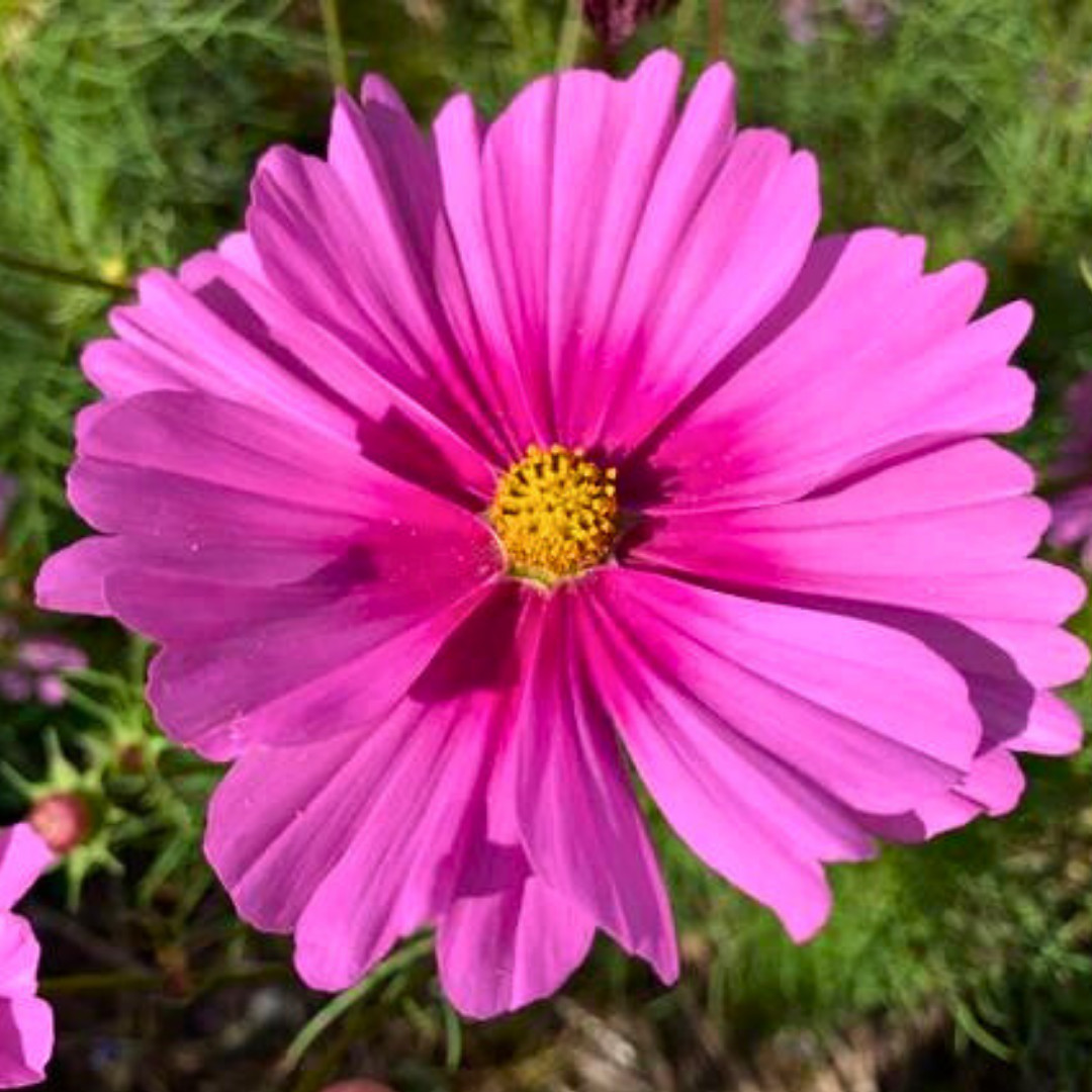 Fresh Beautiful Cosmos Seeds | Radiance | Heirloom Non-GMO | Flower Seeds