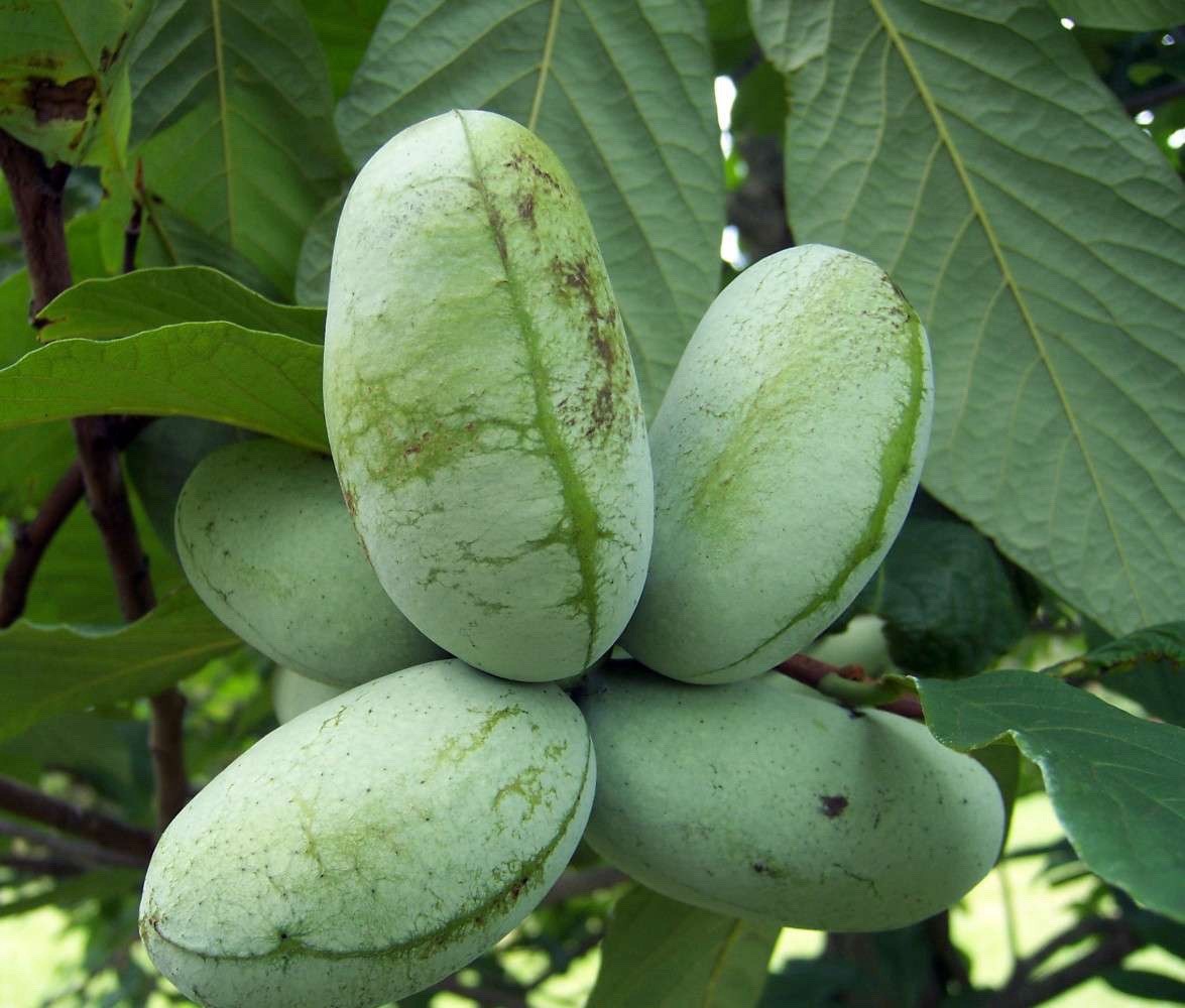 Pawpaw Seeds Native Wild Grown Ohio, 10 Pack, Cold Stratified
