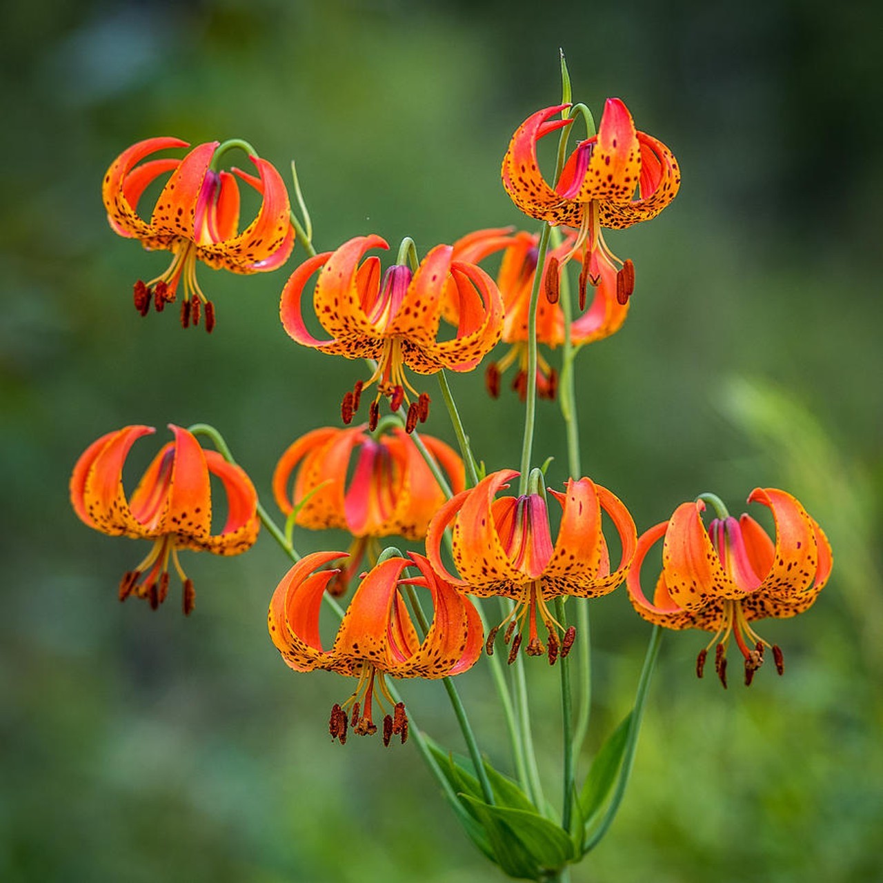 Turk’s cap lily (Lilium superbum) Large#1 size, larger than our #2 size, see pix