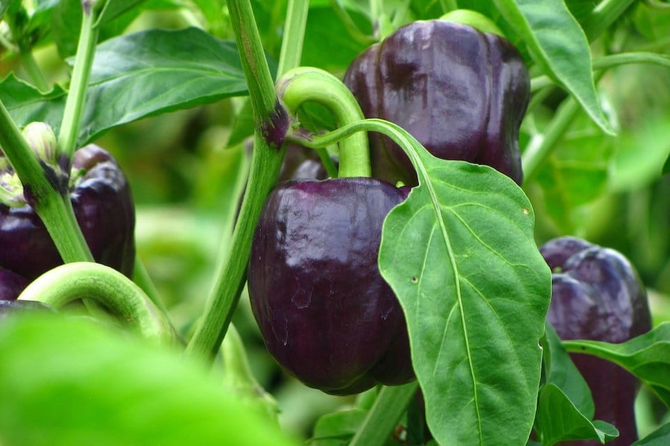 RARE Merlot F1 Sweet Pepper Seeds. Untreated. “10” Seeds Free Shipping!