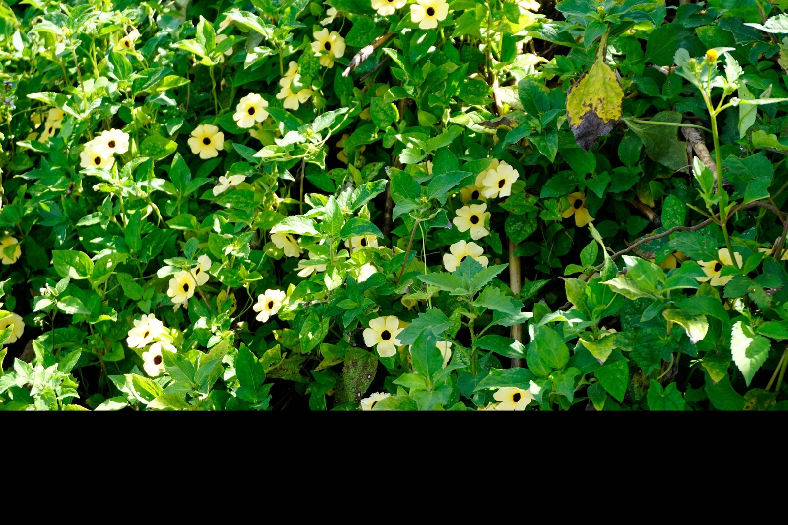 10 WHITE THUNBERGIA Alata VINE Black Eyed Susan Vine Flower Seeds