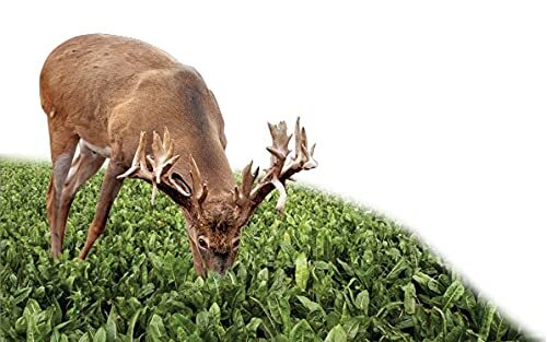 Sugar Beets Deer Food Plot Seeds – 500 Seeds to Grow – Whitetail Deer Go Wild