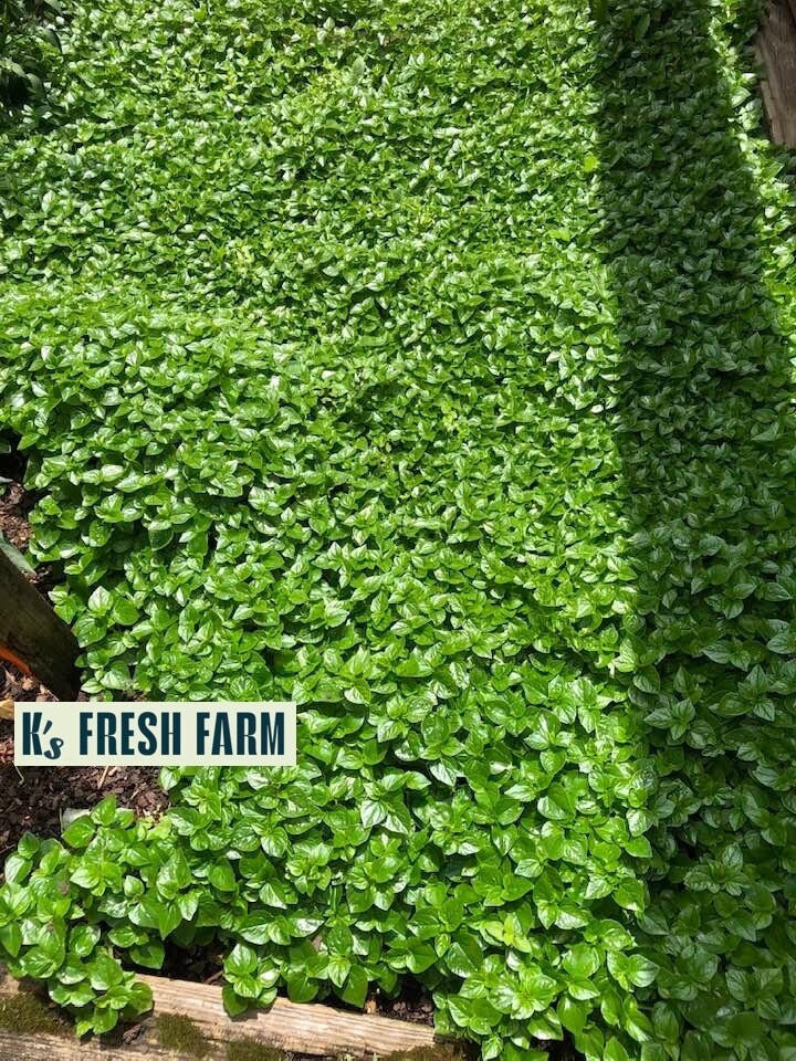 (1000+ PCS) CRAB CLAW ,PEPEROMIA PELLUCIDA SEEDS, HẠT RAU CÀNG CUA