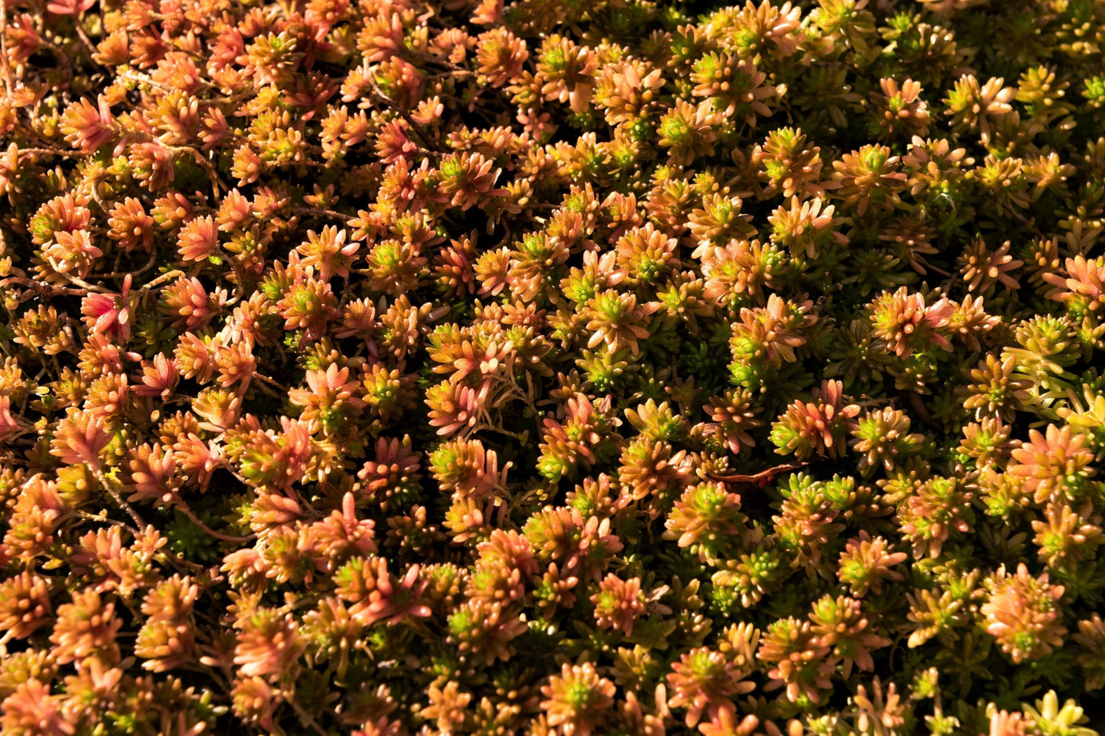 150 MIXED SEDUM Stonecrop Succulent Groundcover Red Pink Purple + Flower Seeds