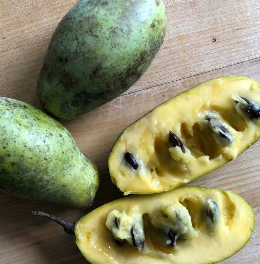 Pawpaw (Asimina triloba) 5 Seeds (10 grams) by Smoke Camp Crafts
