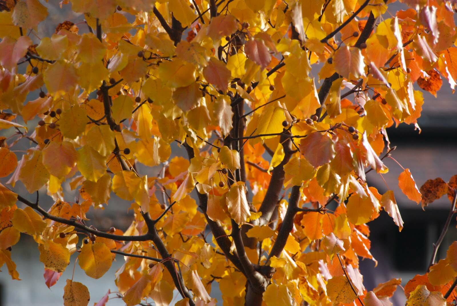 Bradford Pear, (Callery Pear), Pyrus calleryana, Tree Seeds