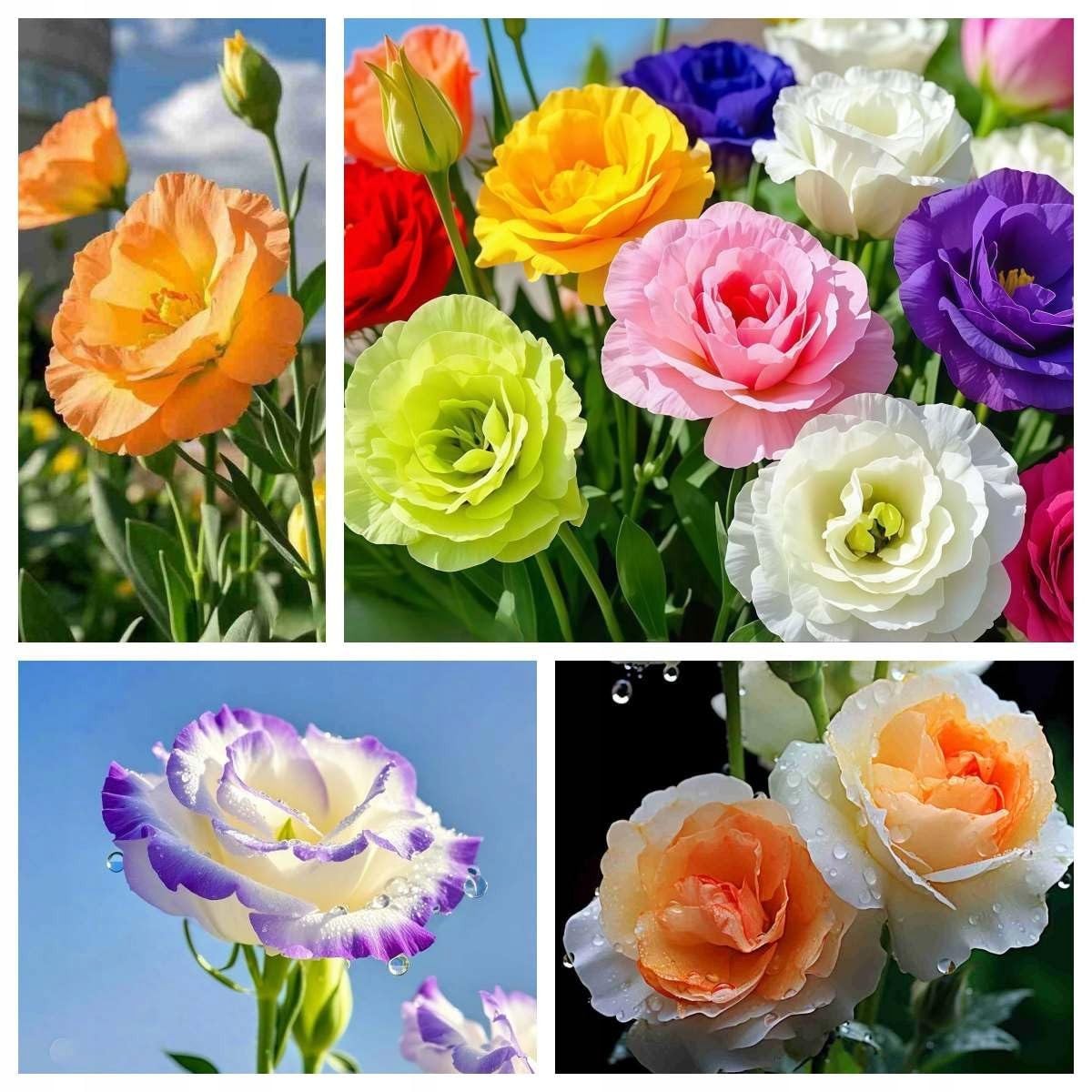 1000+Mixed Lisianthus Seeds for Planting-Lisianthus Thornless Roses Mixed