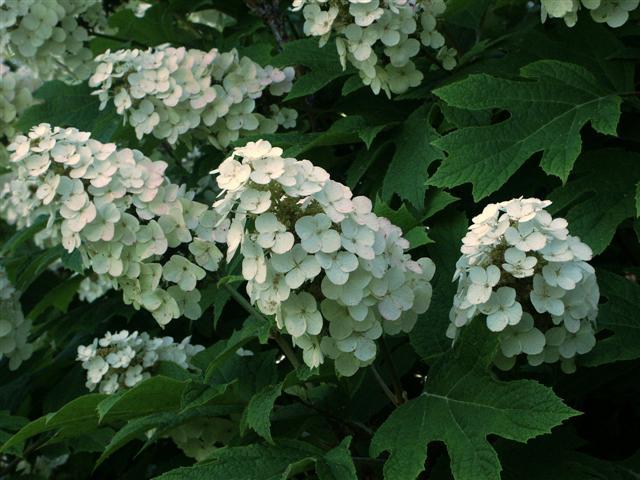Oakleaf Hydrangea, Hydrangea Quercifolia, Seeds (Fast, Showy Flower, Fall Color)