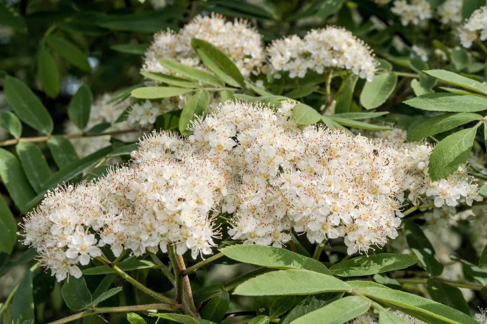 20 ASH TREE Mountain / Amur / Rowan – Sorbus Aucuparia Seeds