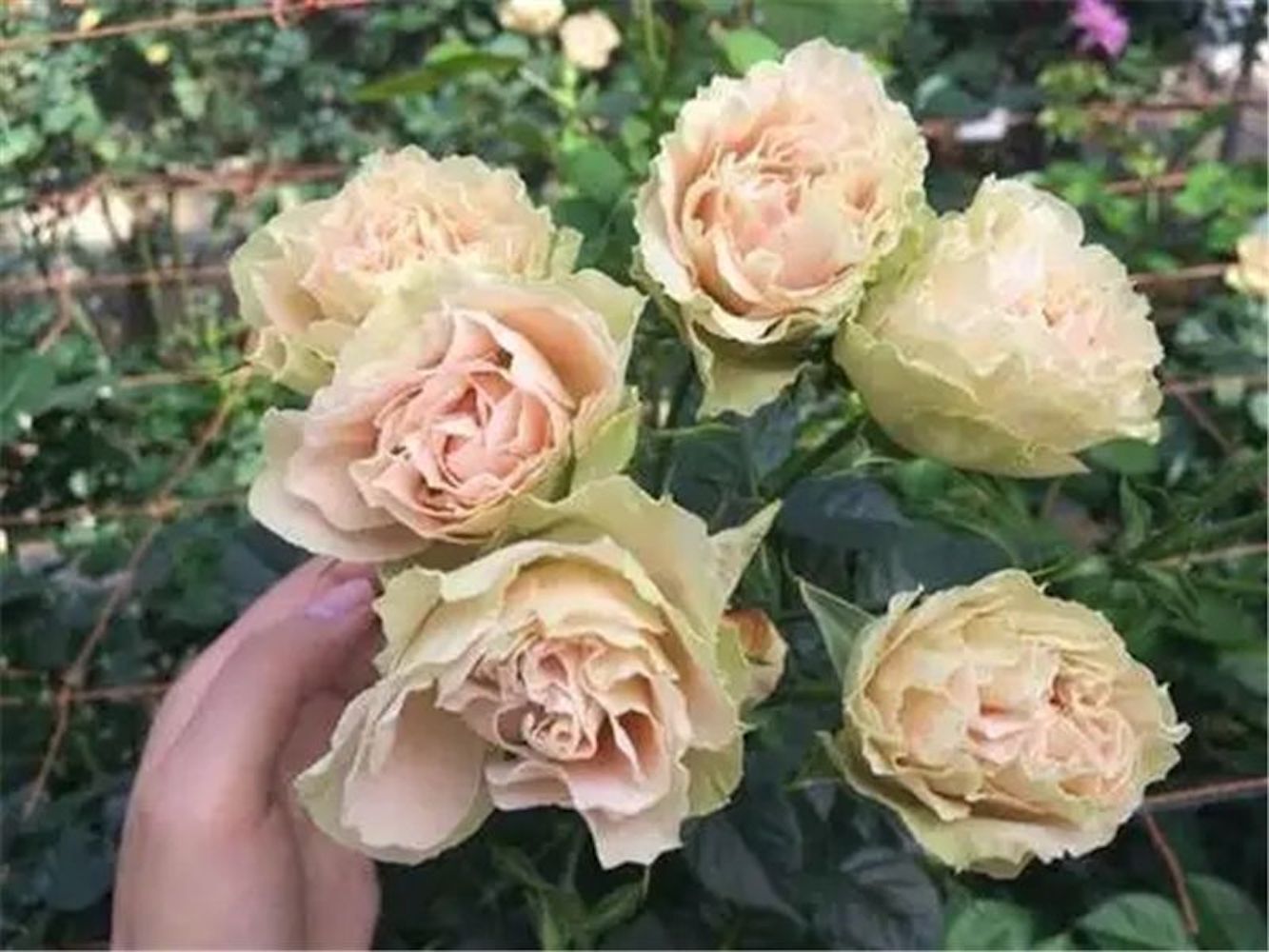 20 ROSE FLOWER SEEDS rare exotic plant garden for bud stratification/germination