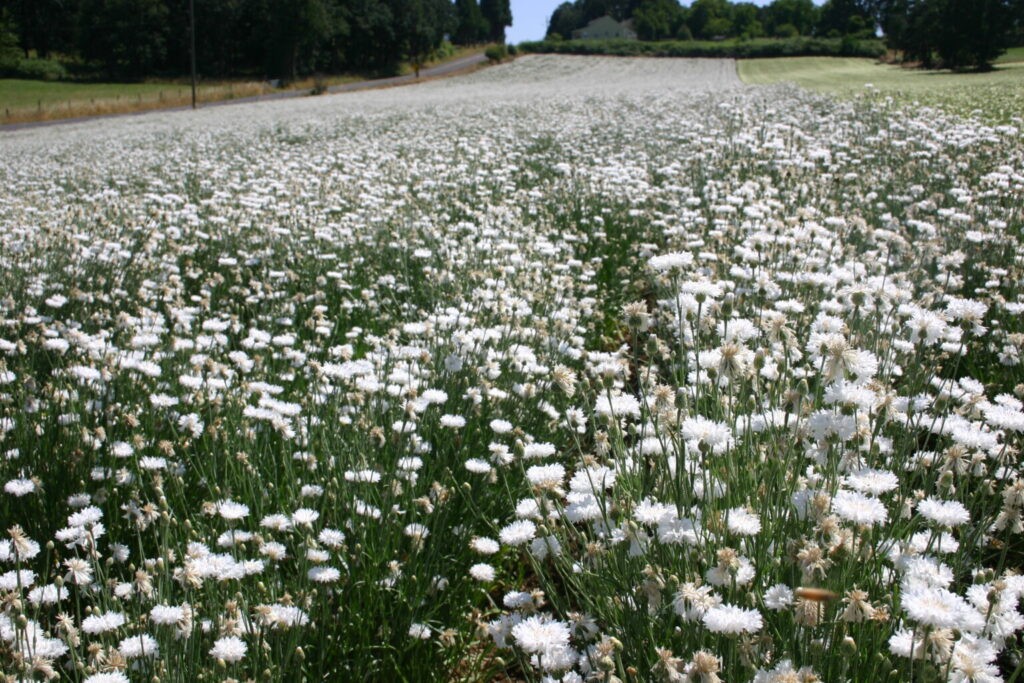 Tall White Bachelor Button Cornflower Seeds. 250 Seeds. Free Shipping!