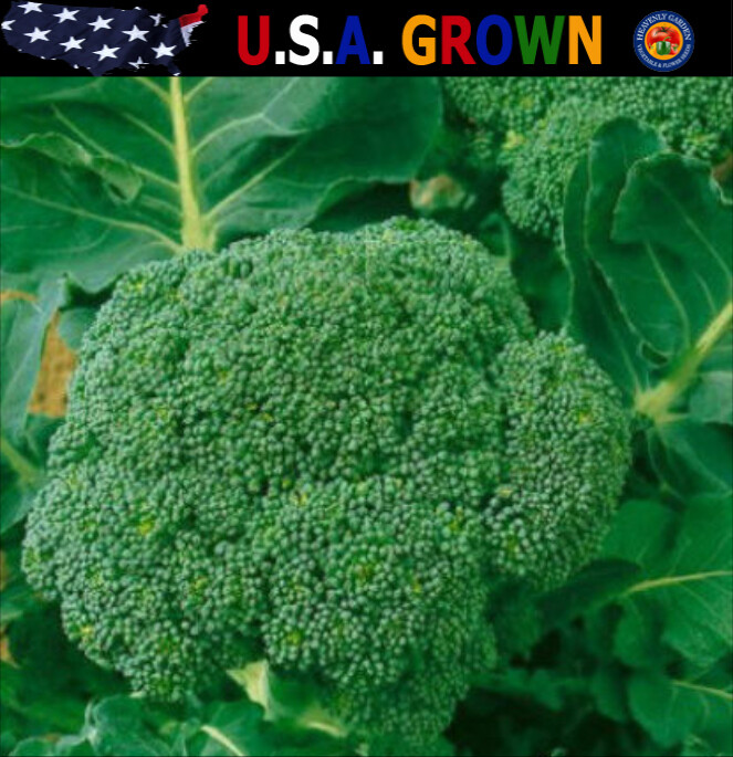 500 Waltham 29 Broccoli Seeds Certified ORGANIC Brassica Oleracea Heirloom