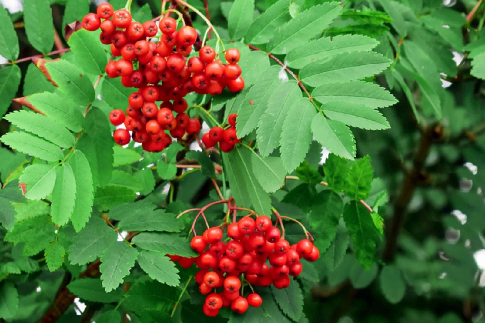 20 European Mountain Ash Rowan Seeds Sorbus aucuparia Fast Growing Fall Color