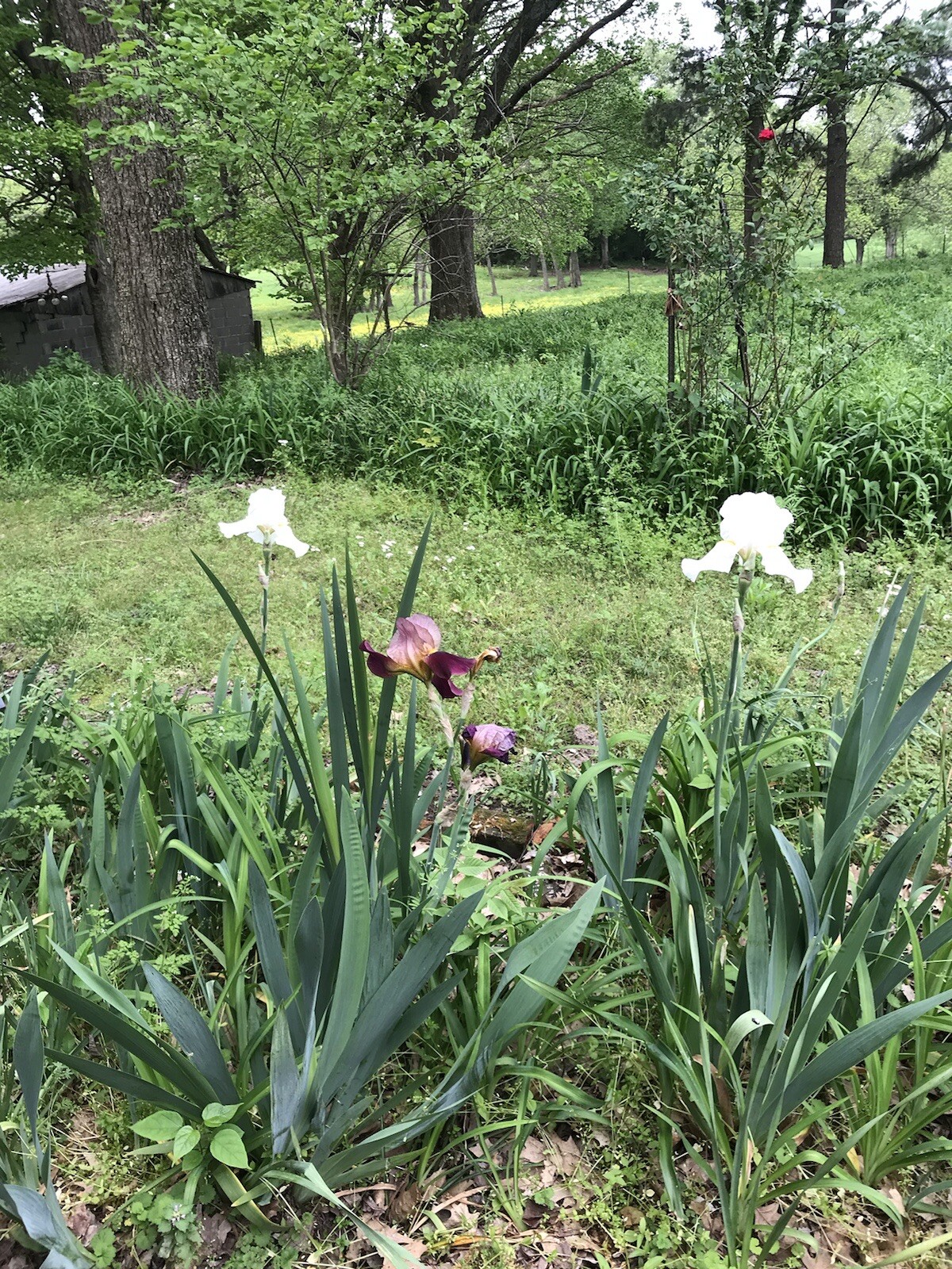 5 Iris Fresh Bearded Iris Rhizomes Mixed Varieties