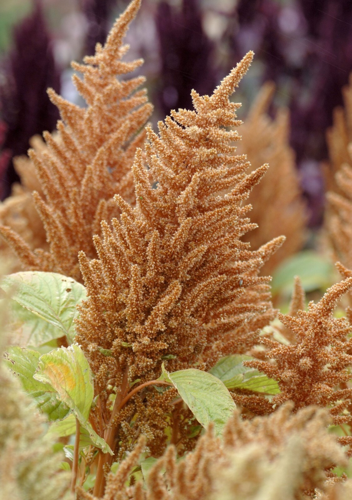 60+ seeds, Amaranthus- Hot biscuits, heirloom, annual, heat tolerant