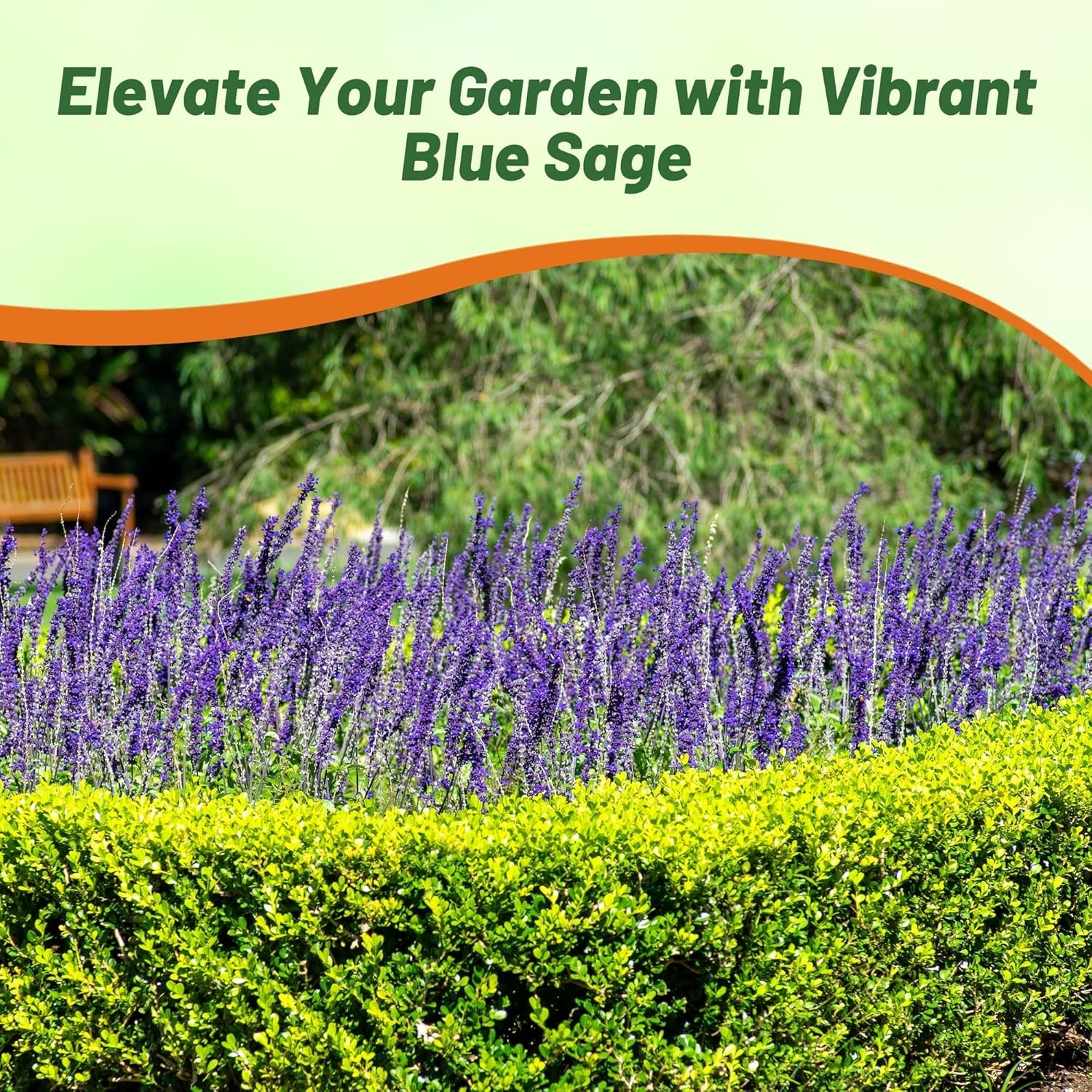 5000 Seeds Salvia Farinacea Drought Tolerant Blue Sage Wildflower Seeds