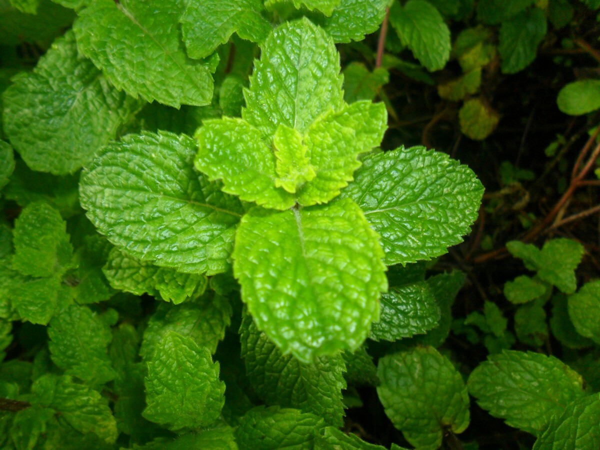 1500 SPEARMINT SEEDS Mentha spicata Mint Tea NonGMO