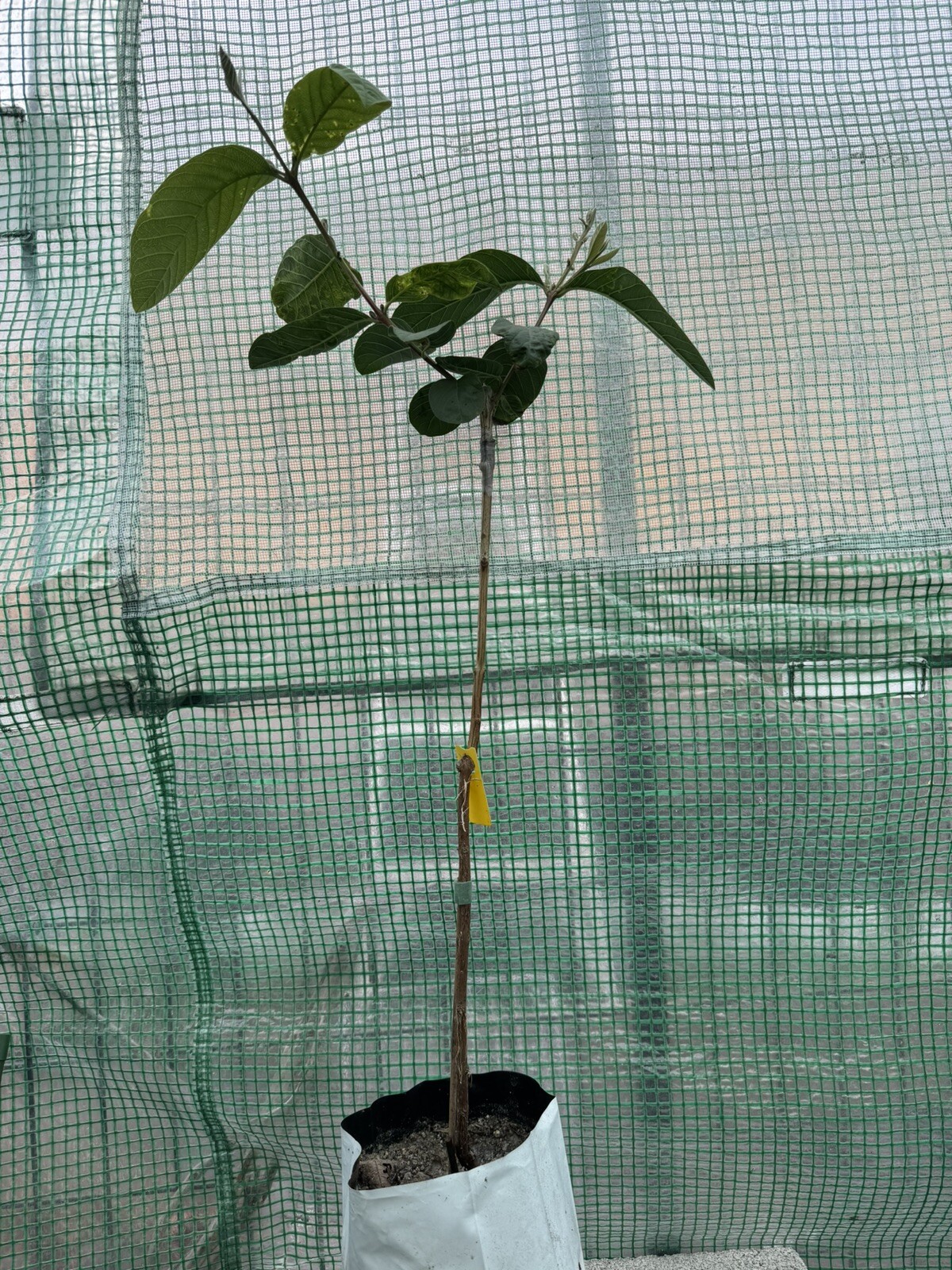 Live Ruby Supreme Guava Tree “Great For Smoothies”