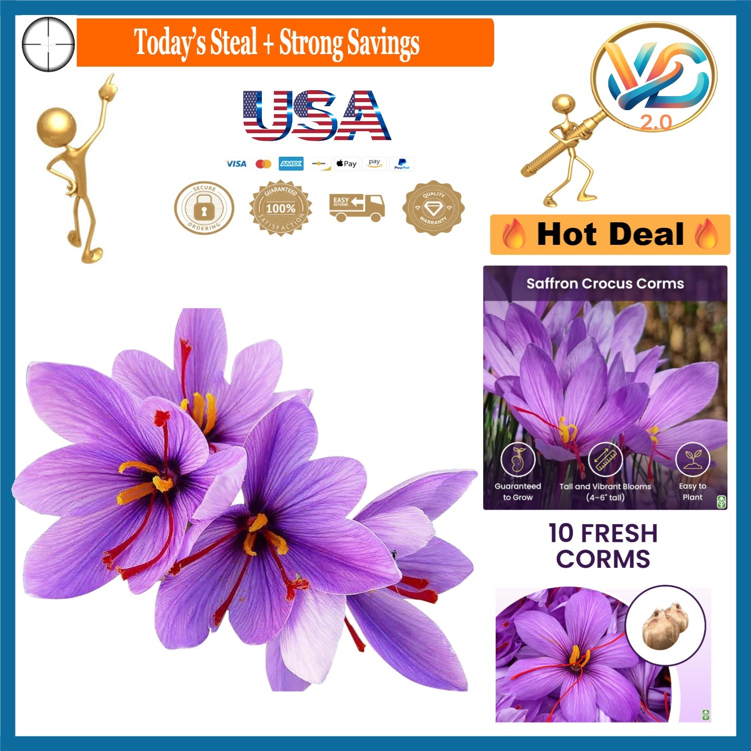 10 Saffron Crocus Corms for Planting – Purple Blooms – Perennial Bulbs